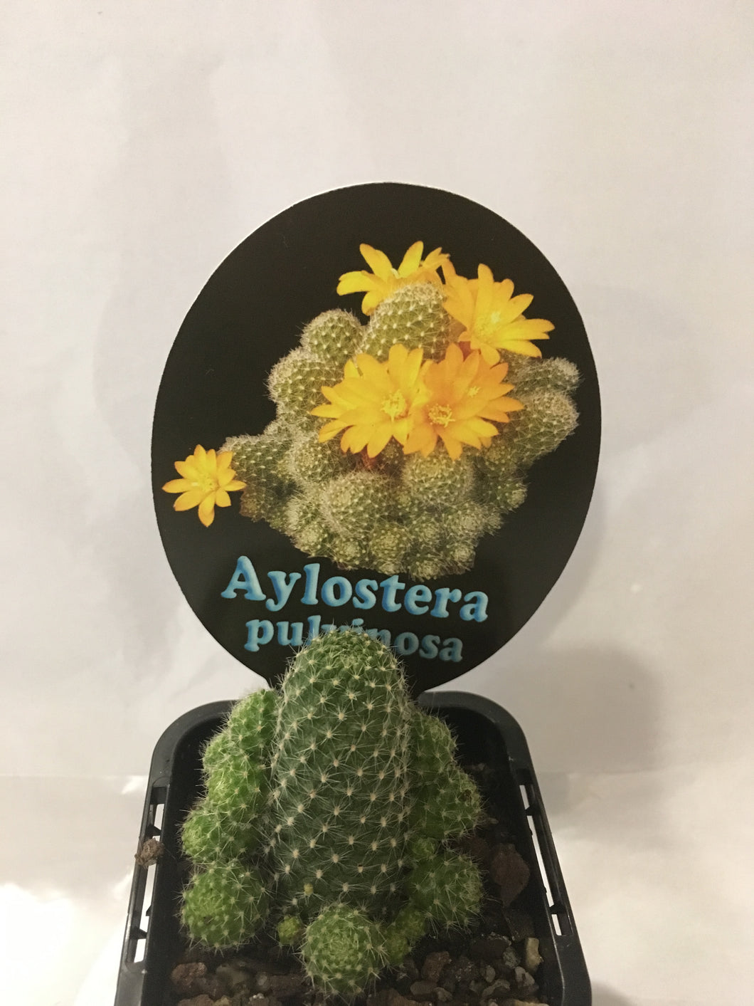 Aylostera pulvinosa in 7cm pot