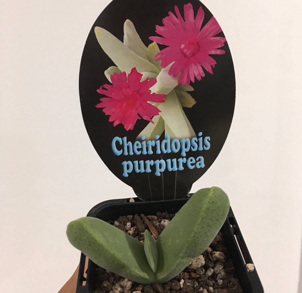 Cheiridopsis purpurea in 7cm pot