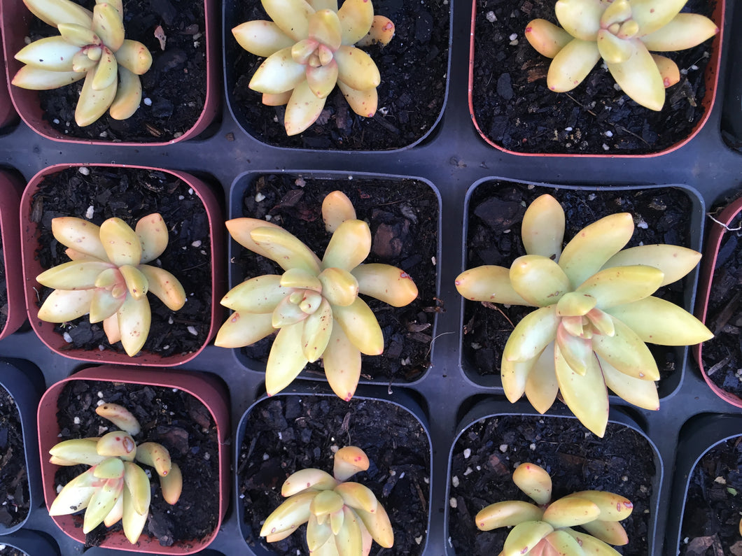 sedum nussbaumerianum 'coppertone’ in 7cm pot