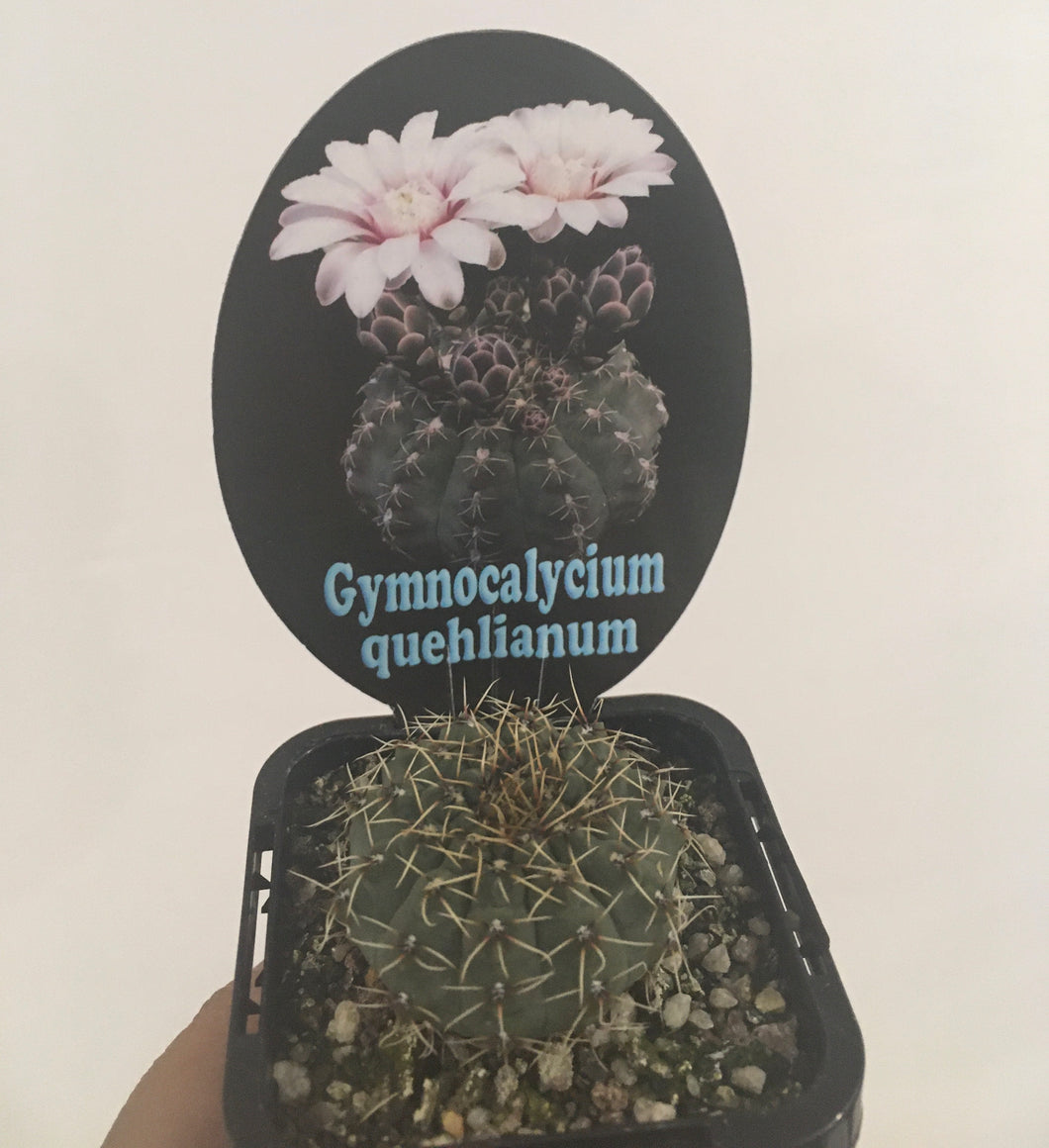 Gymnocalycium quehlianum in 7cm pot