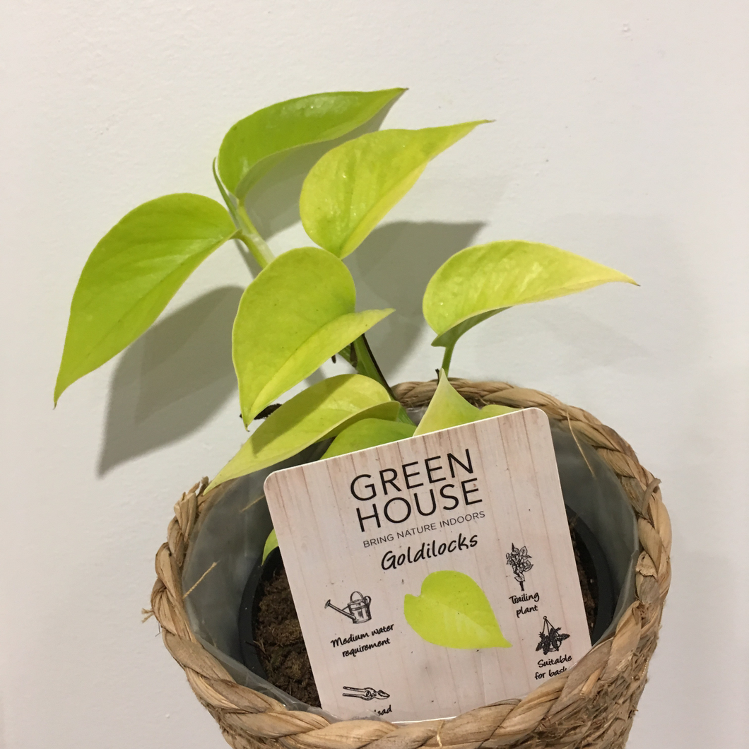 Clearance - Epipremnum aureum goldilocks in 13cm pot