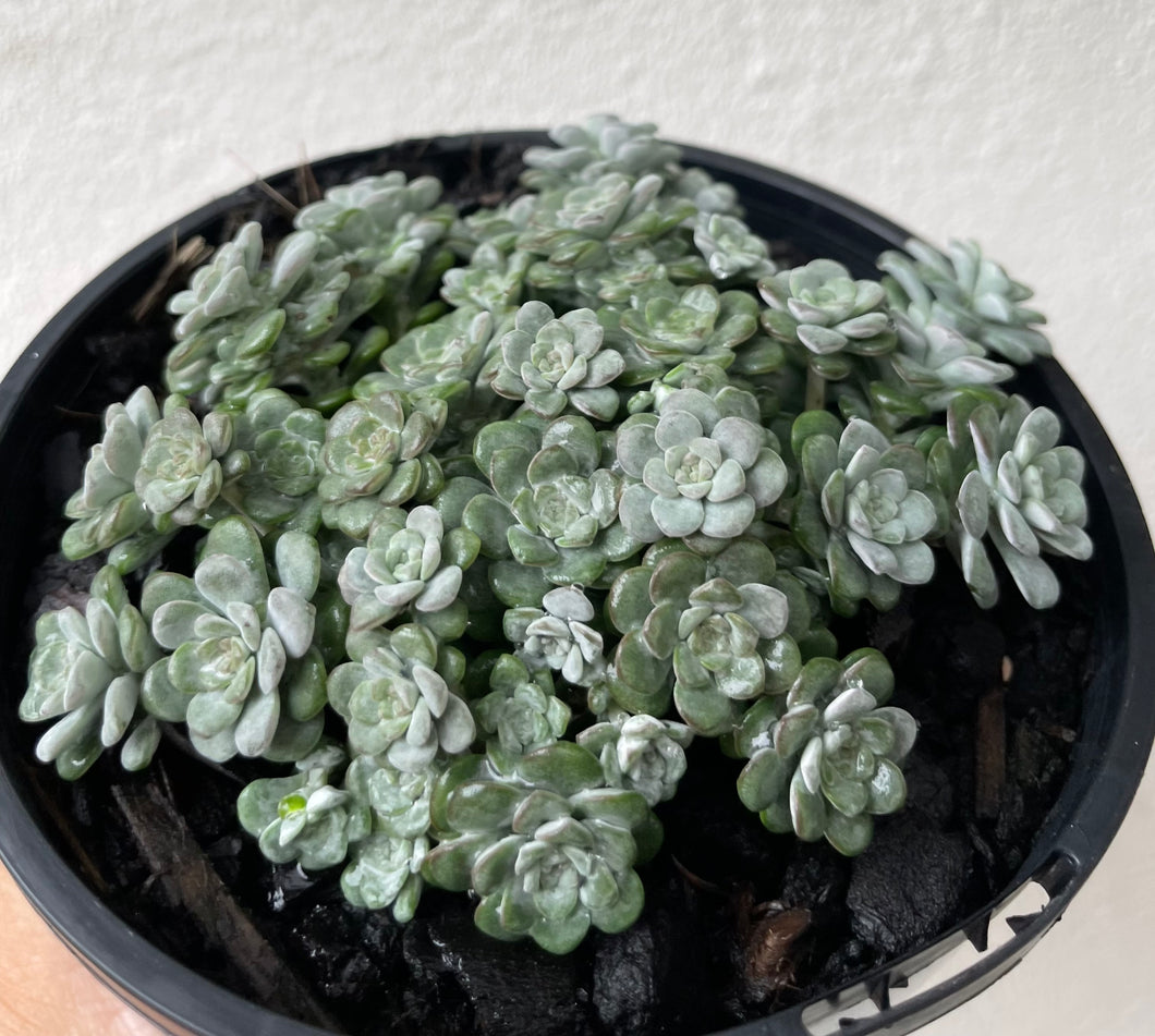 Sedum cape blanco in 13cm pot