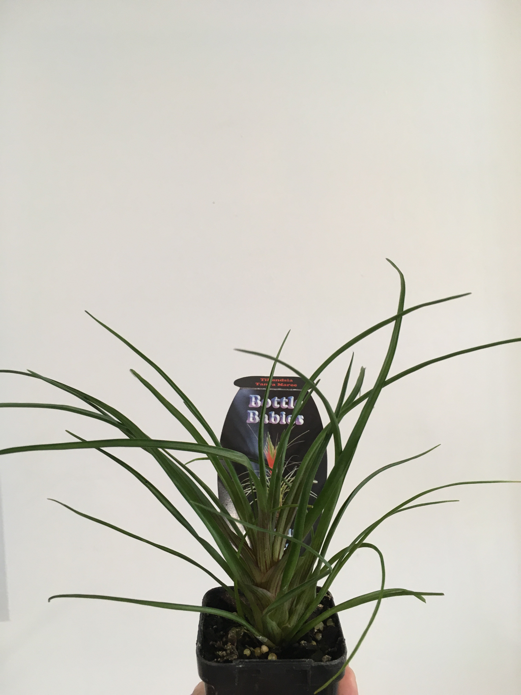 Tillandsia Tanya Maree in 7cm pot