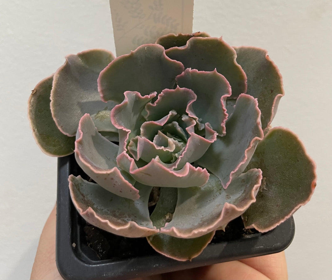 Echeveria shaviana hime in 7.5cm pot