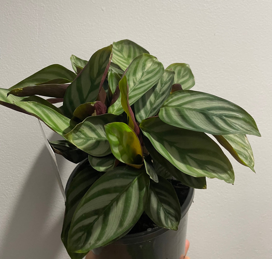 Ctenanthe setosa in 14cm pot