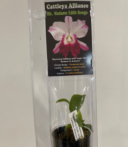 Mini Orchids - Cattleya