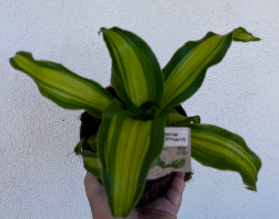 Dracaena fragrans happy plant in 13cm pot