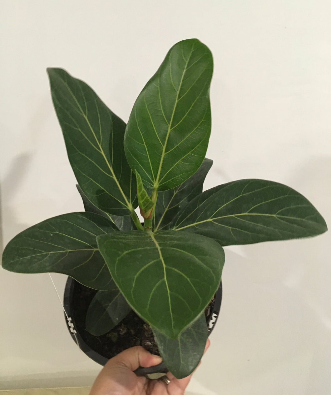 Ficus benghalensis Audrey in 20cm pot