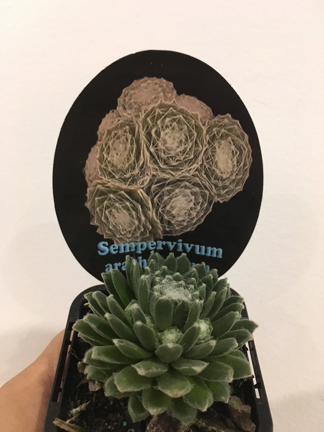 Sempervivum arachnoidium in 7cm pot