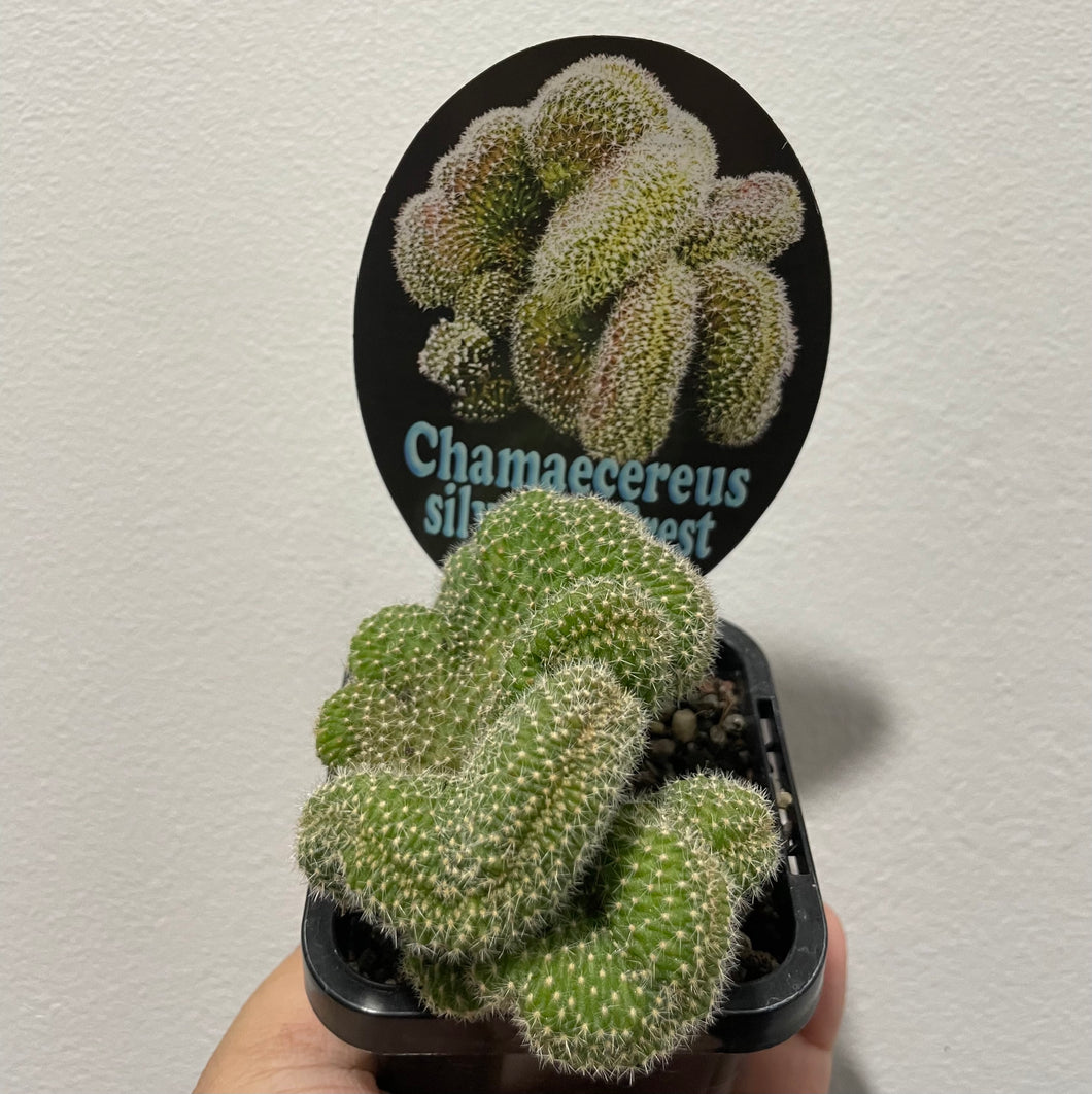 Chamaecereus silvestrii crest in 7cm pot