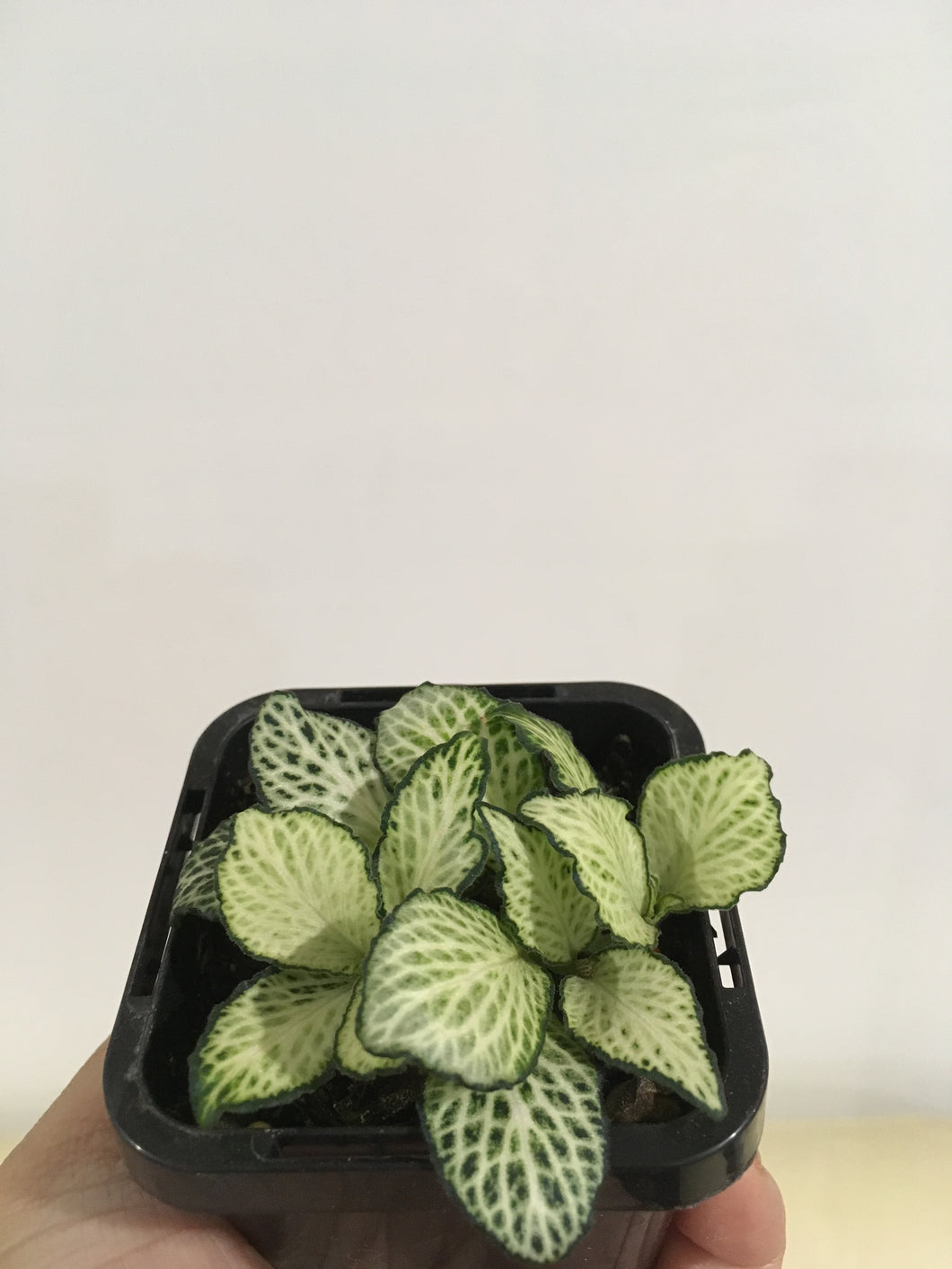 Fittonia White Anne in 7cm pot