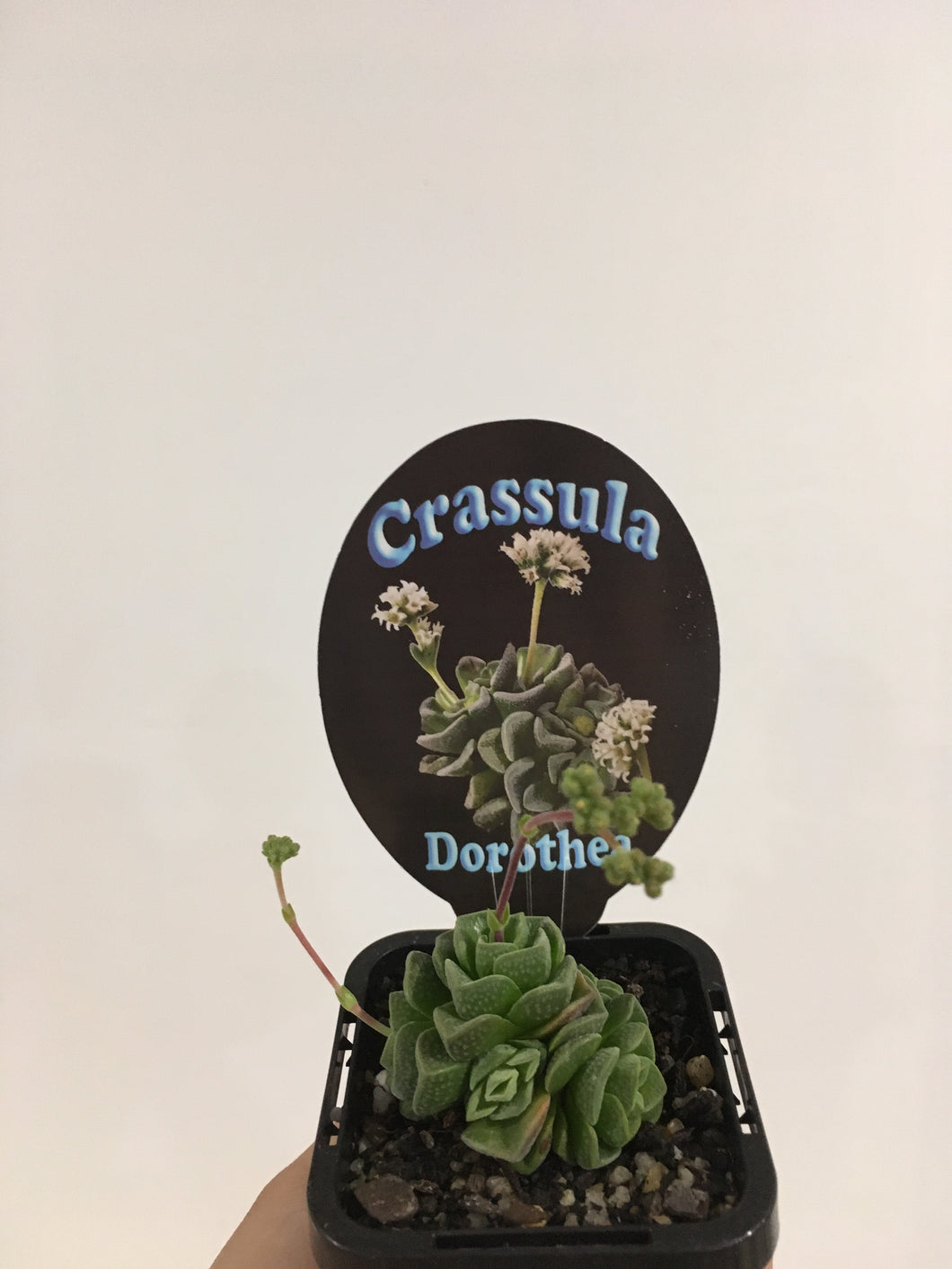 Crassula Dorotea in 7cm pot