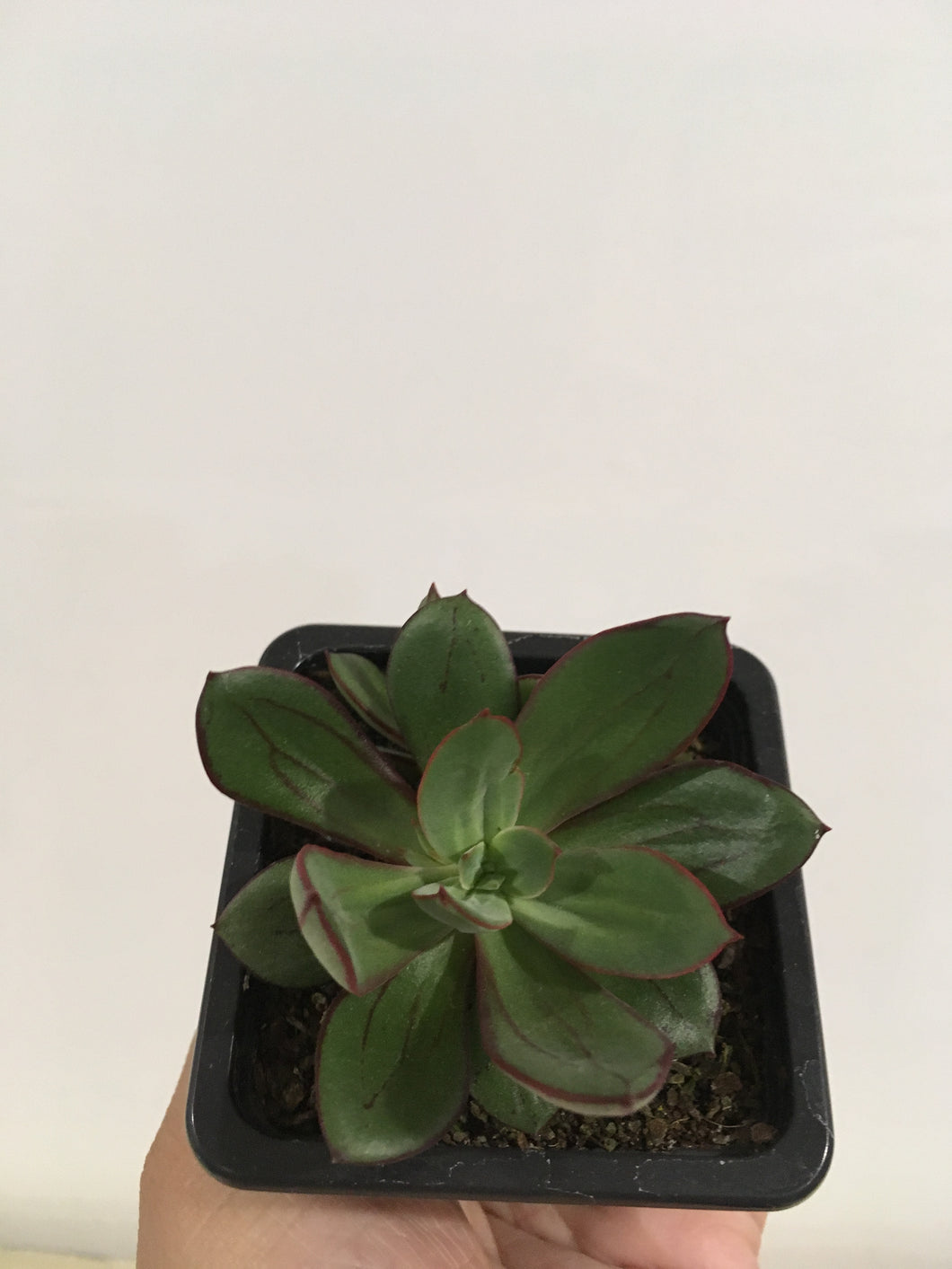 Echeveria Painted Lady in 7.5cm pot