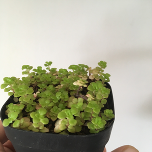 Sedum Makinoi in 7cm pot