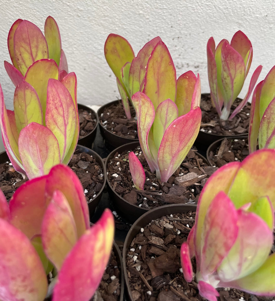 Senecio Amaniensis (Purple Passion) in 10cm pot