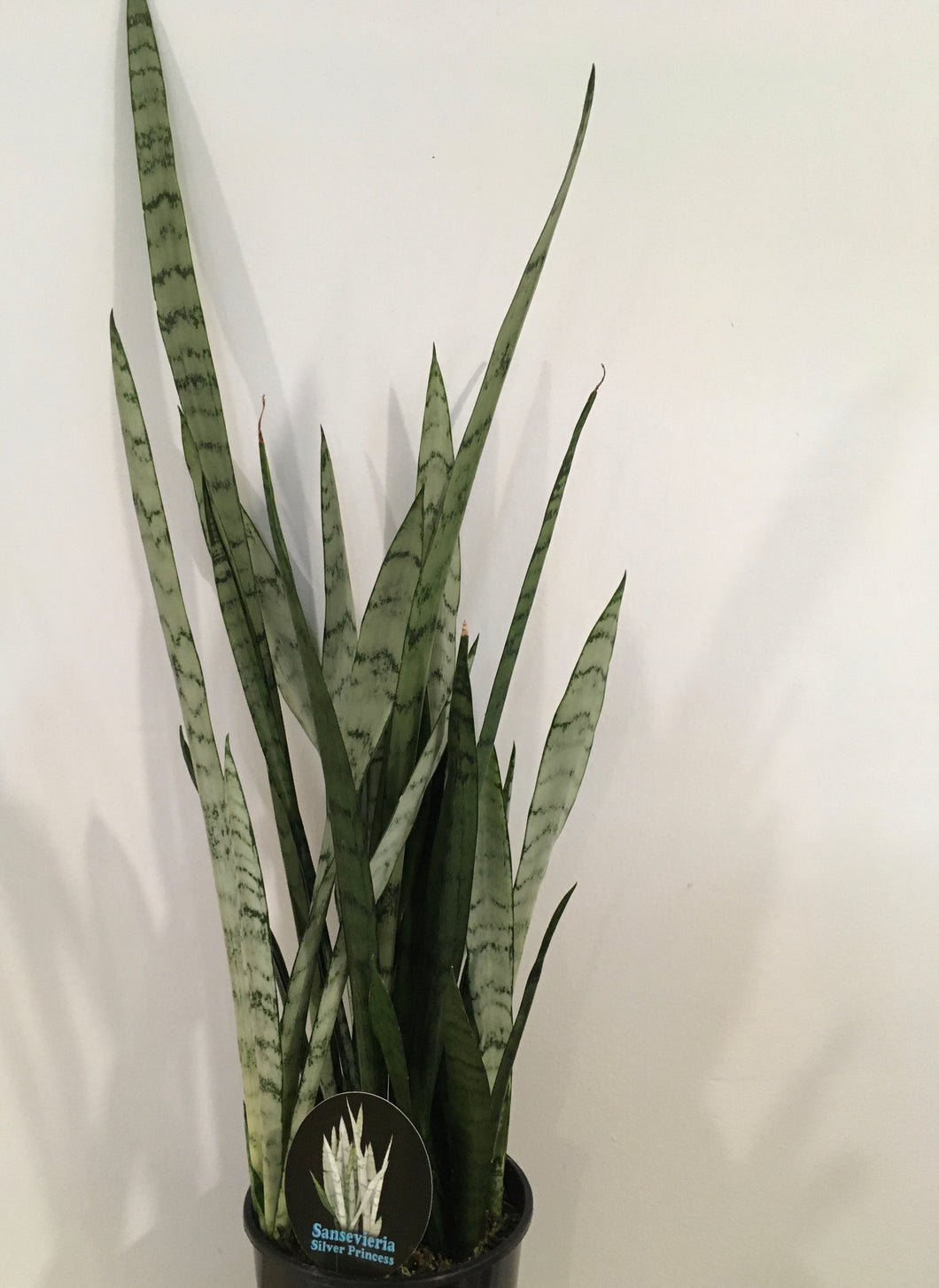 Sansevieria Silver Princess in 15cm pot