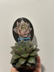 Echeveria purpusorum in 7cm pot