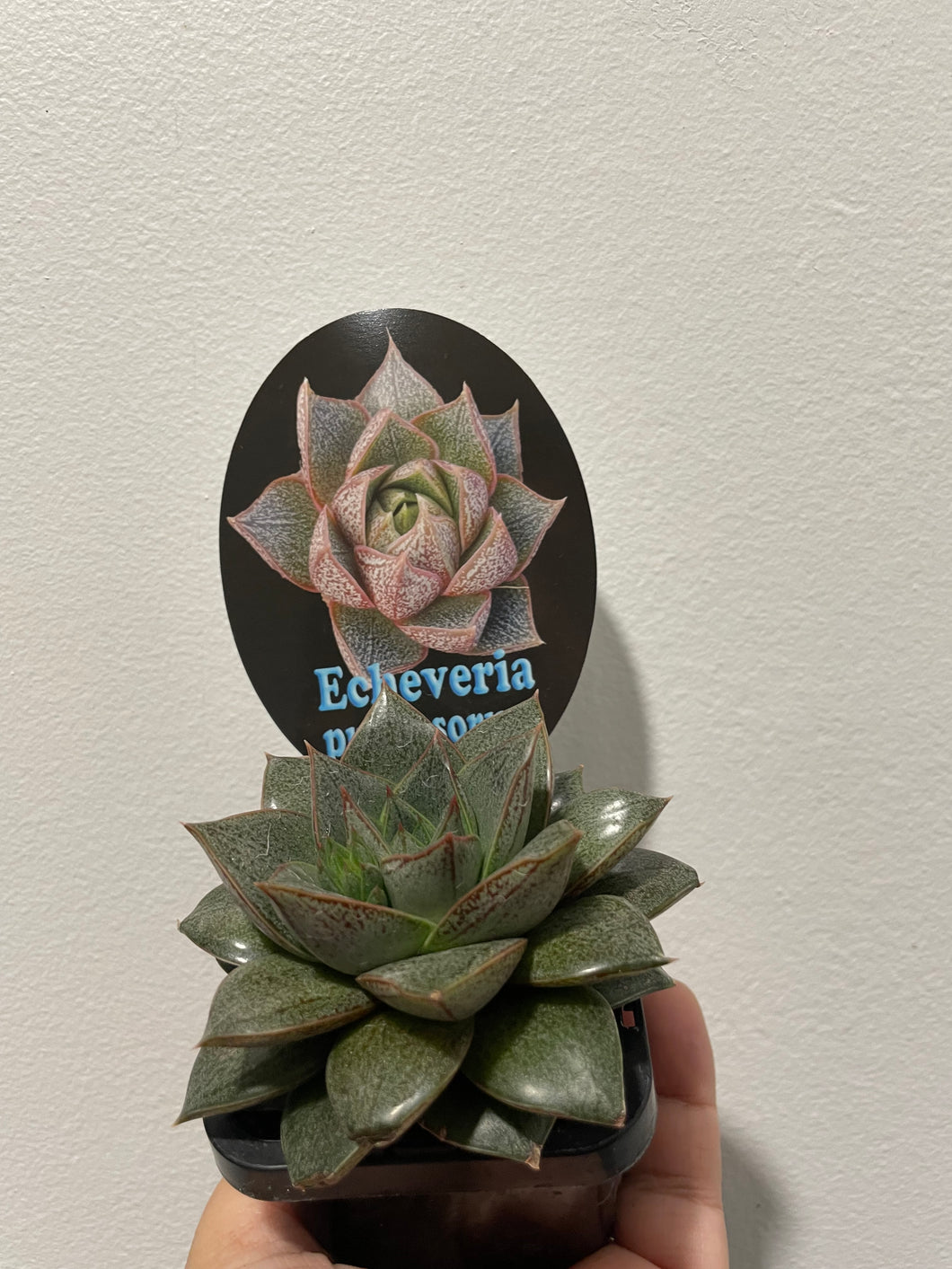 Echeveria purpusorum in 7cm pot