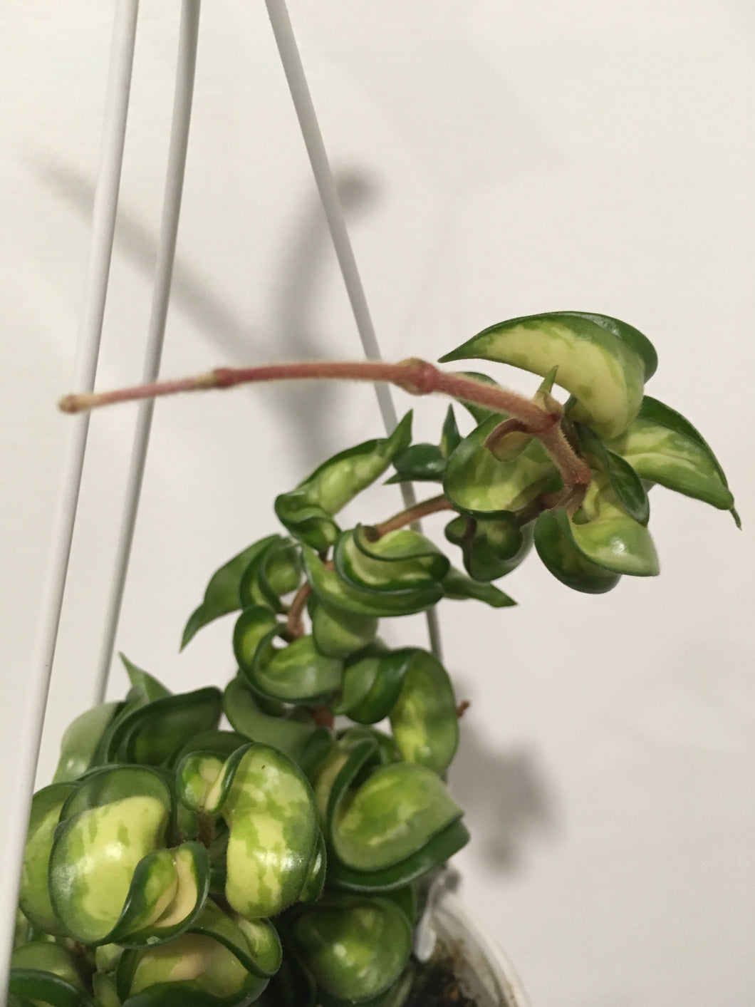 Hoya Indian Rope - Inside variegation in 13cm pot