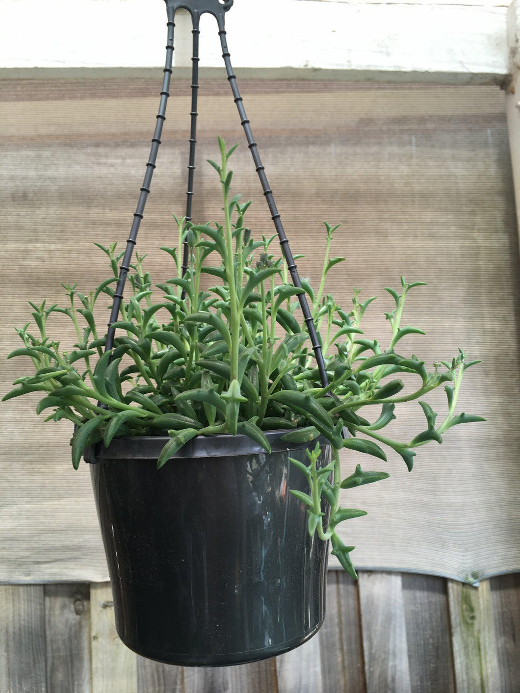 String of Dolphins in 15cm hanging pot