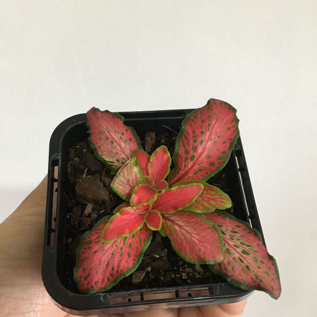 Fittonia Paradisian Inferno in 7cm pot