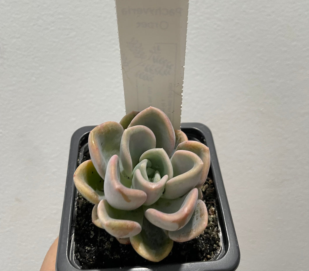 Pachyveria orpet in 7.5cm pot