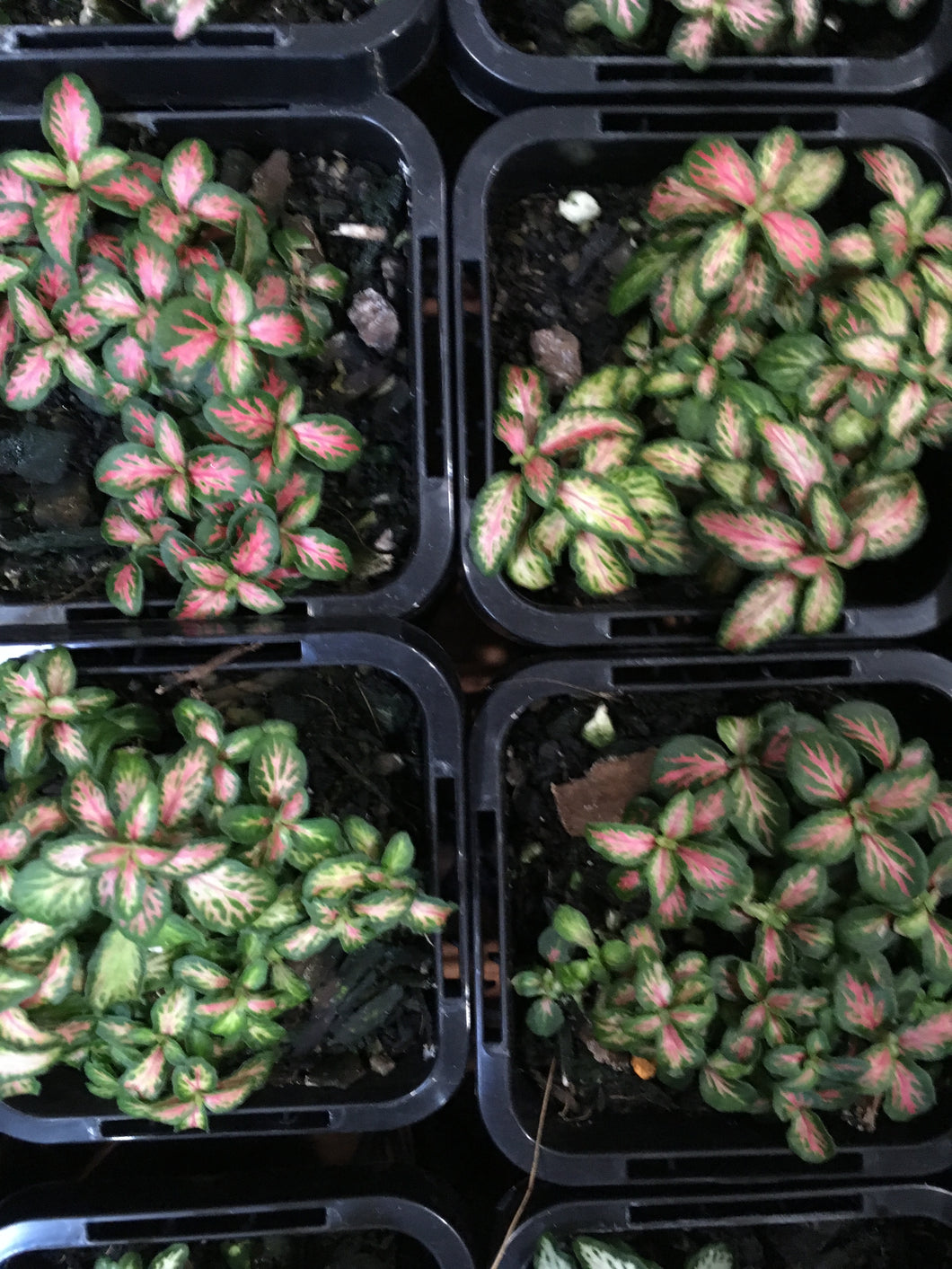 Fittonia Red in 7cm pot