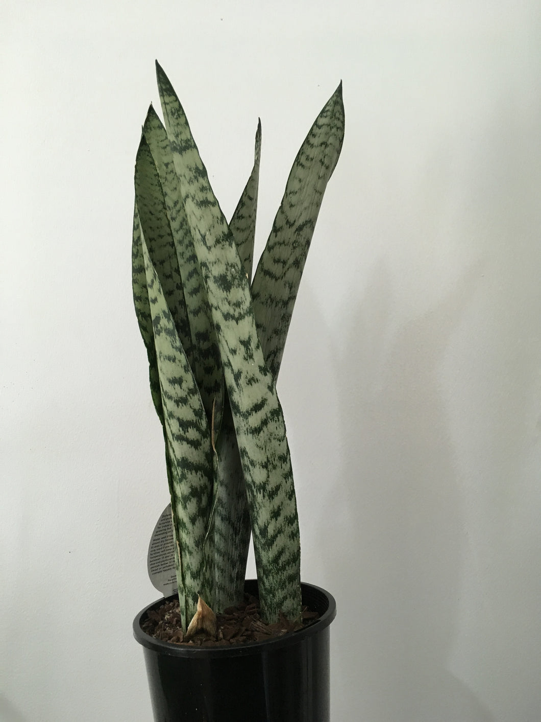 Sansevieria zeylanica in 15cm pot
