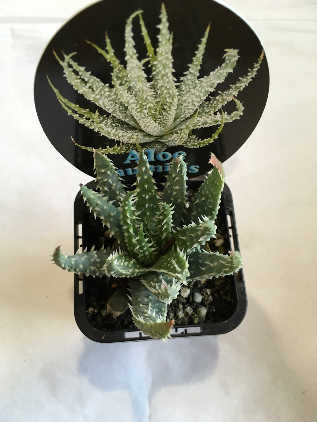 Aloe humilis in 7cm pot