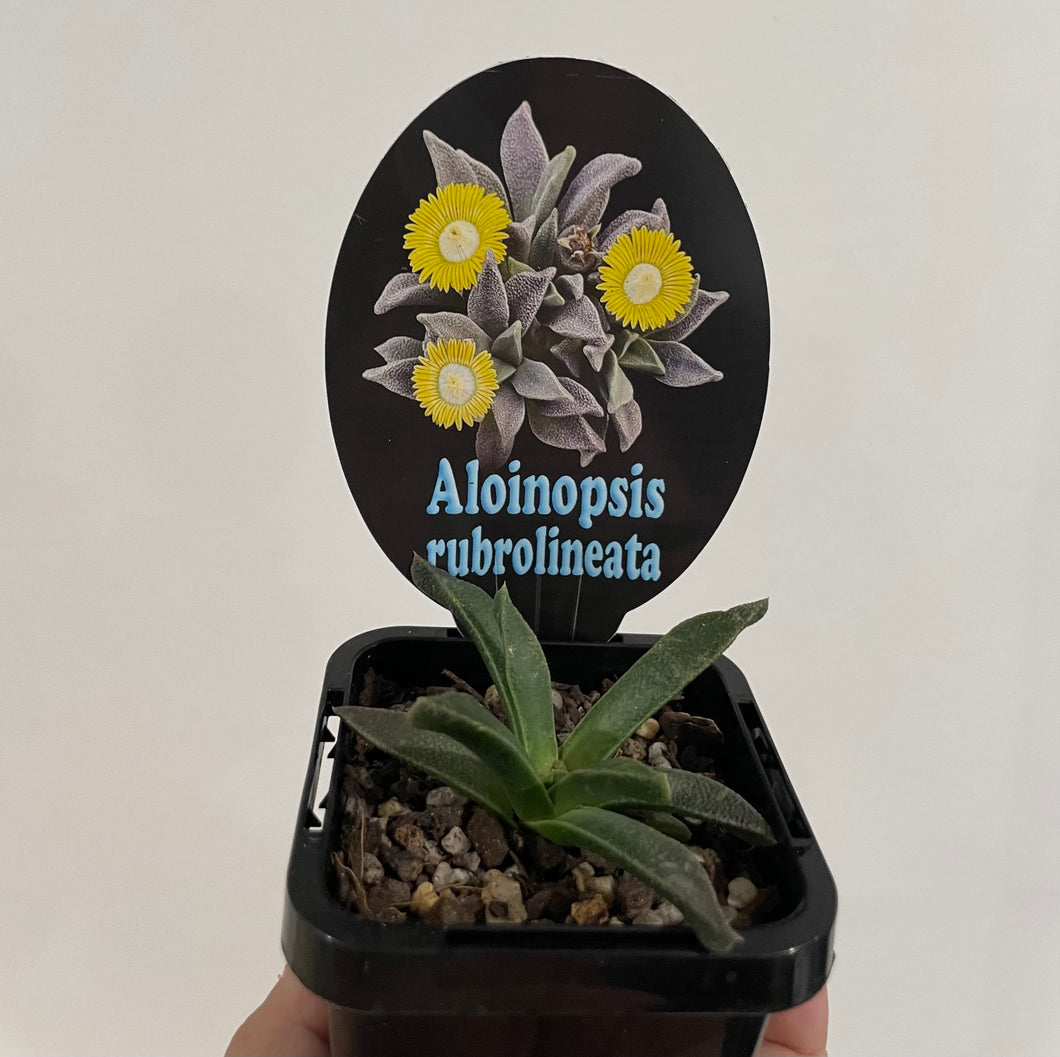 Aloinopsis rubrolineata in 7cm pot