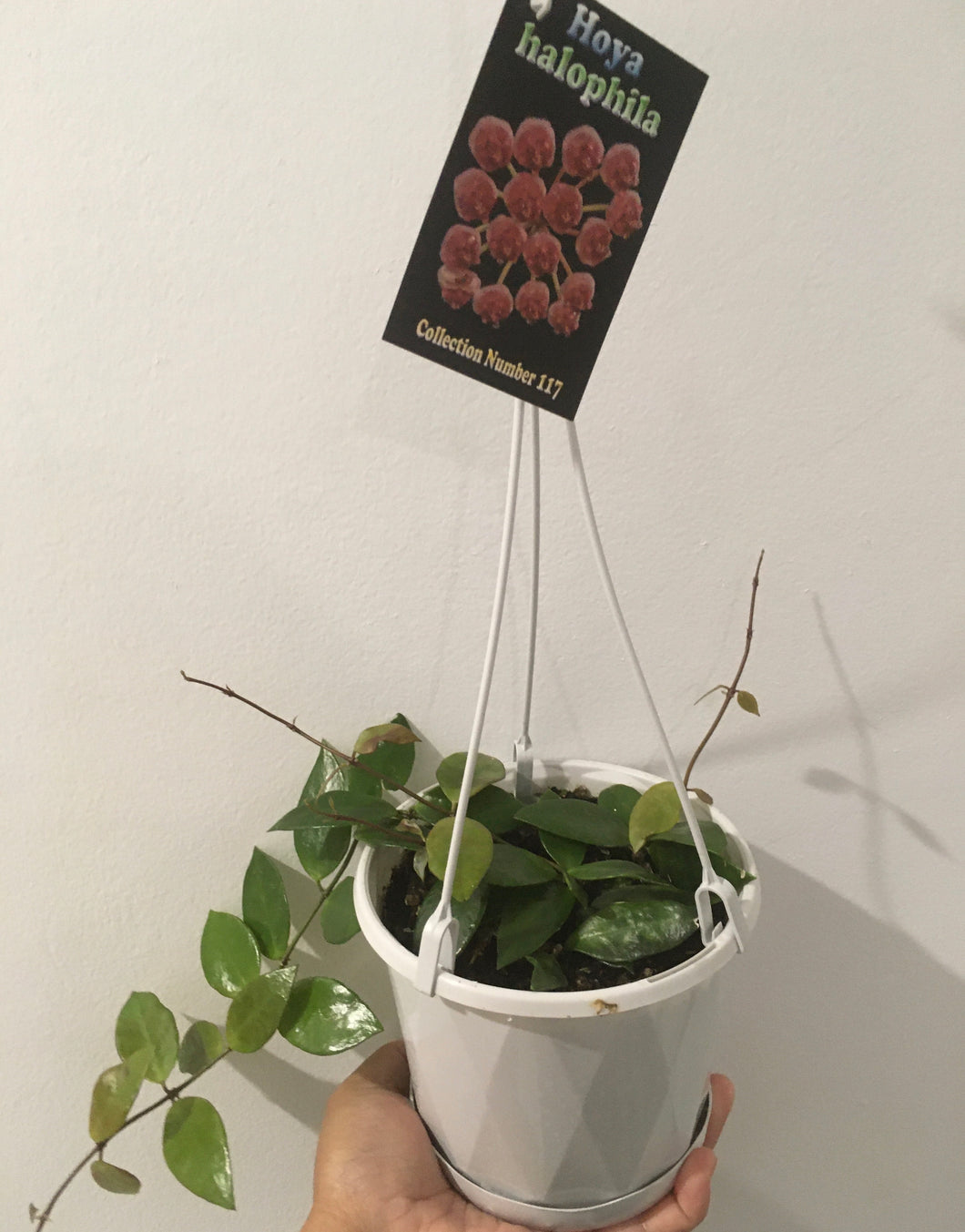 Hoya halophila in 13cm pot