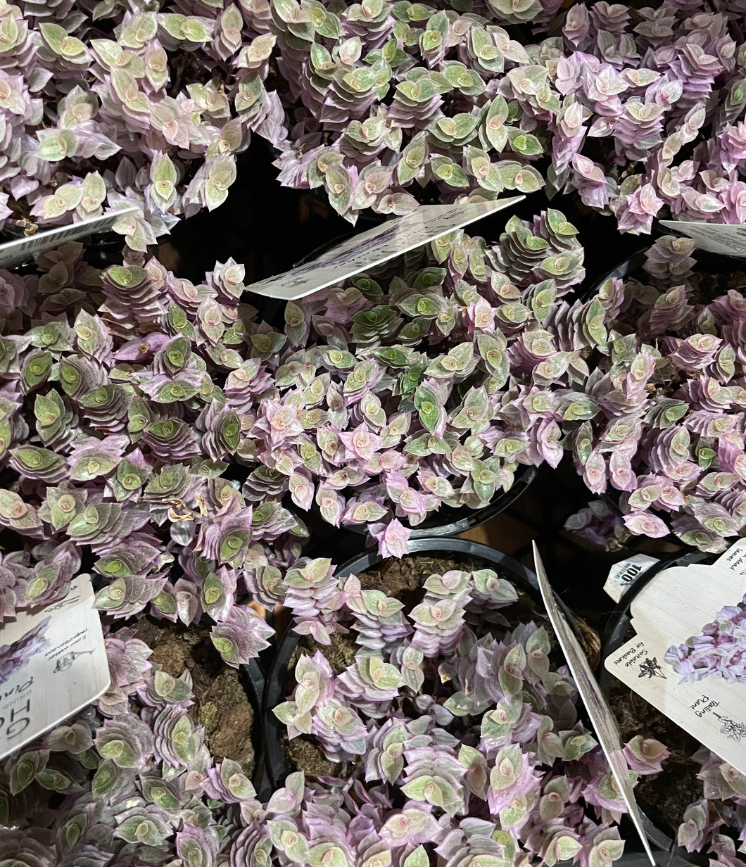 Callisia Repens Pink Panther in 13cm nursery pot