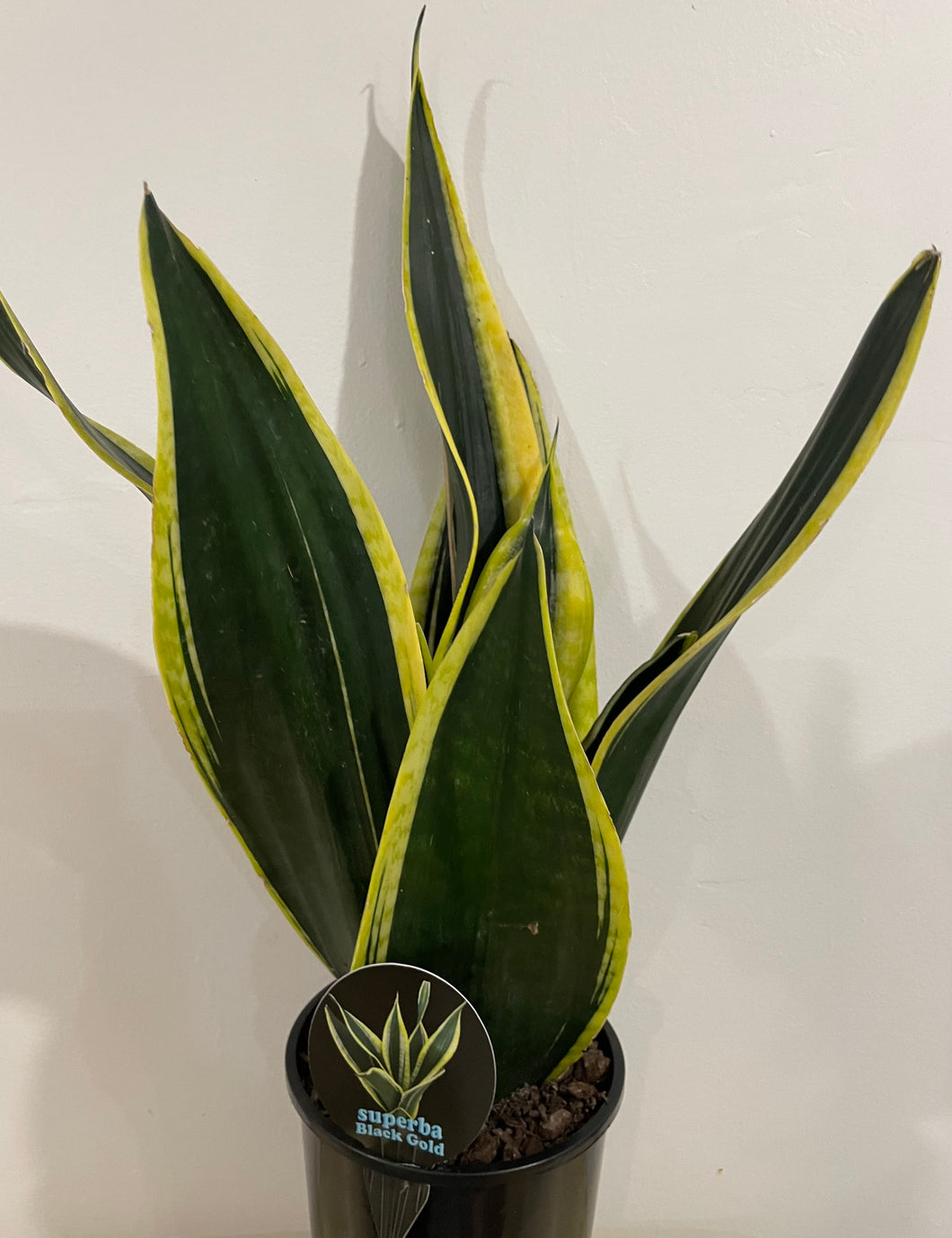 Sansevieria superba black gold in 15cm pot
