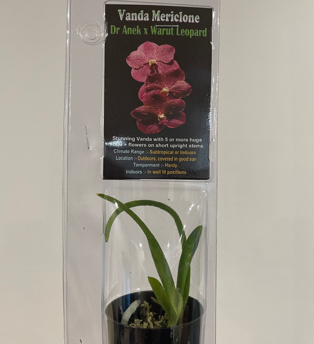 Mini Orchids - Vanda
