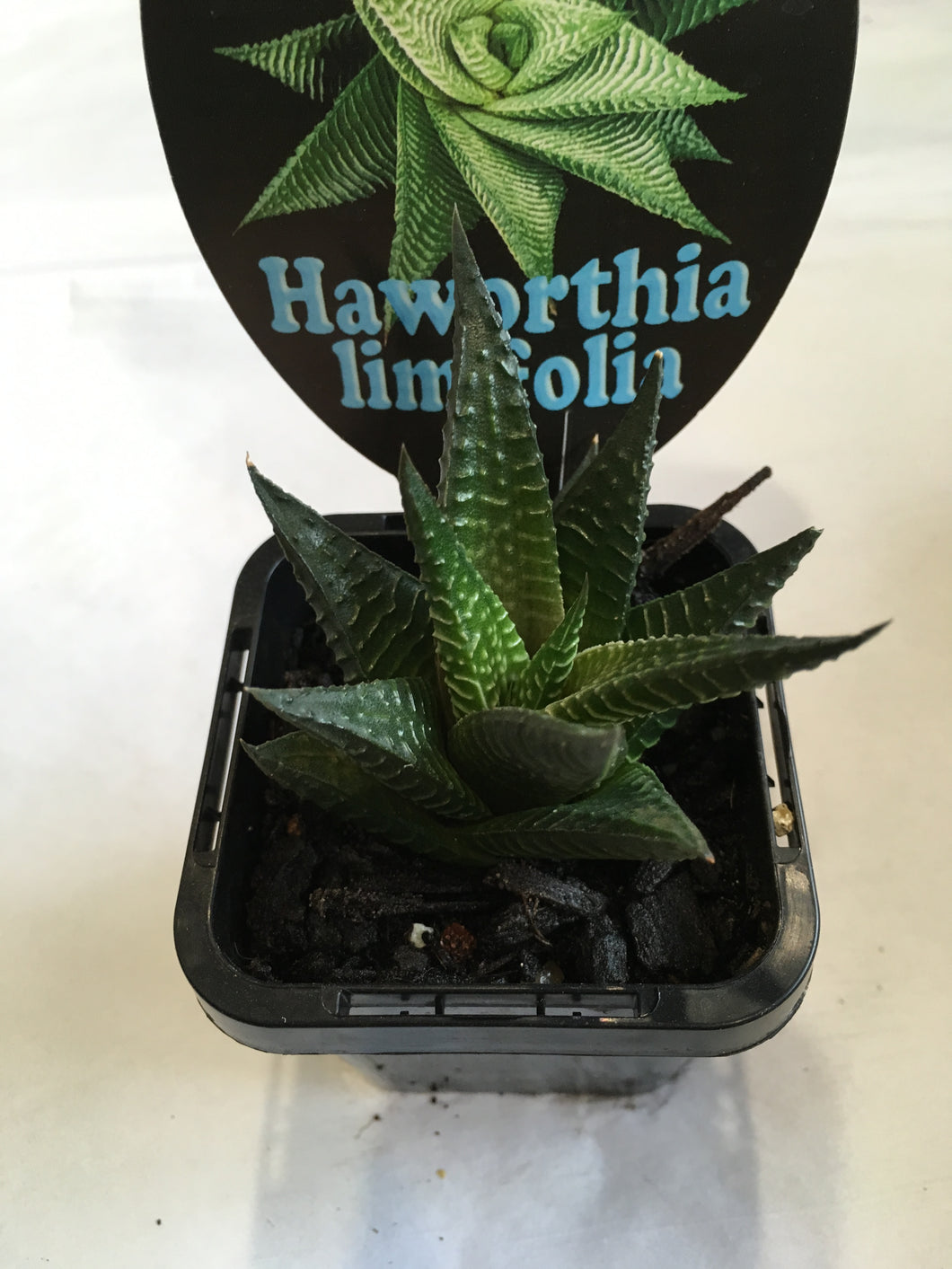 Haworthia limifolia in 7cm pot