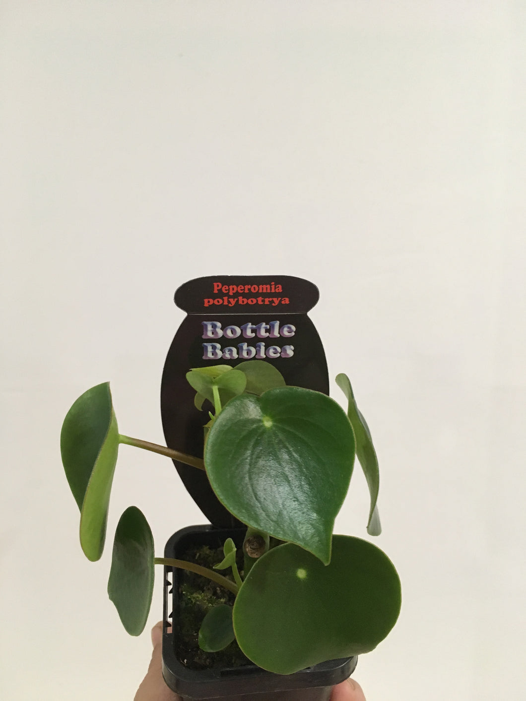 Peperomia polybotrya in 7cm pot