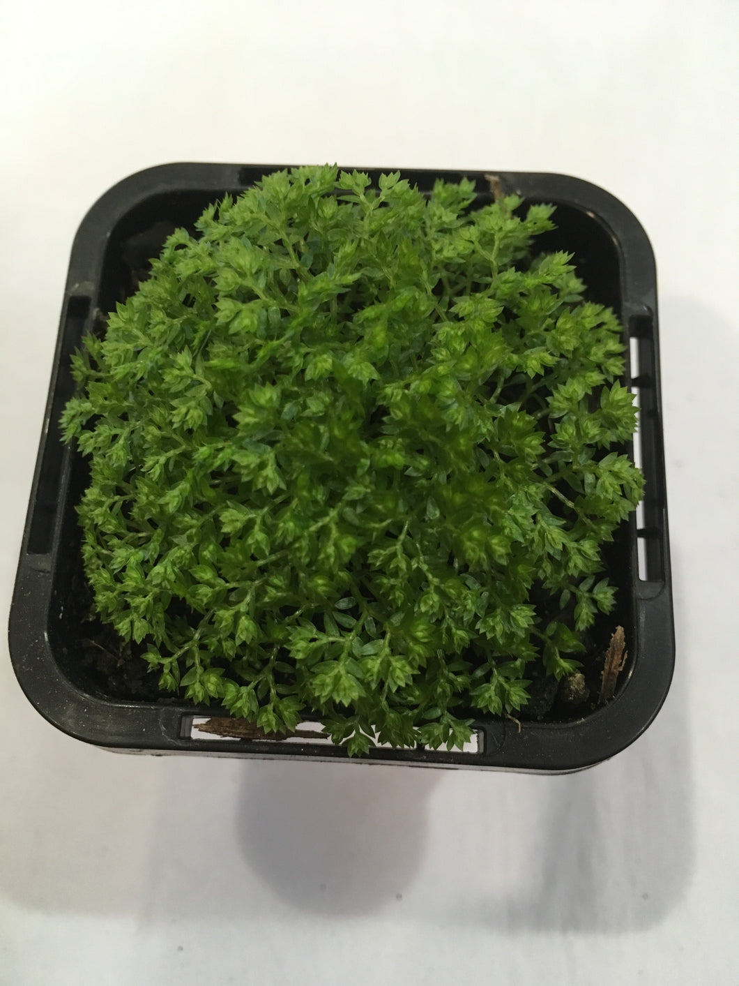 Selaginella apoda in 7cm pot