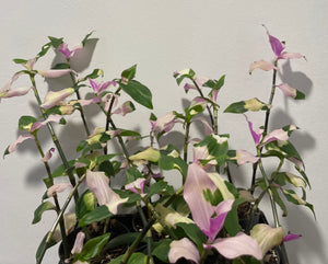 Tradescantia blushing bride in 9cm pot