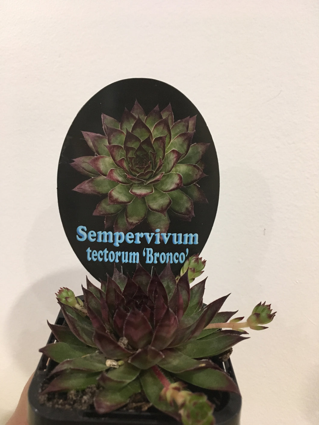 Sempervivum tectorum Bronco in 7cm pot