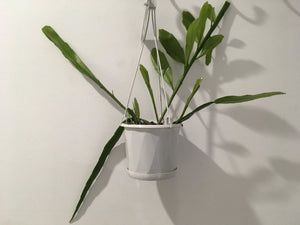 Epiphyllum Pumilum in 13cm nursey pot