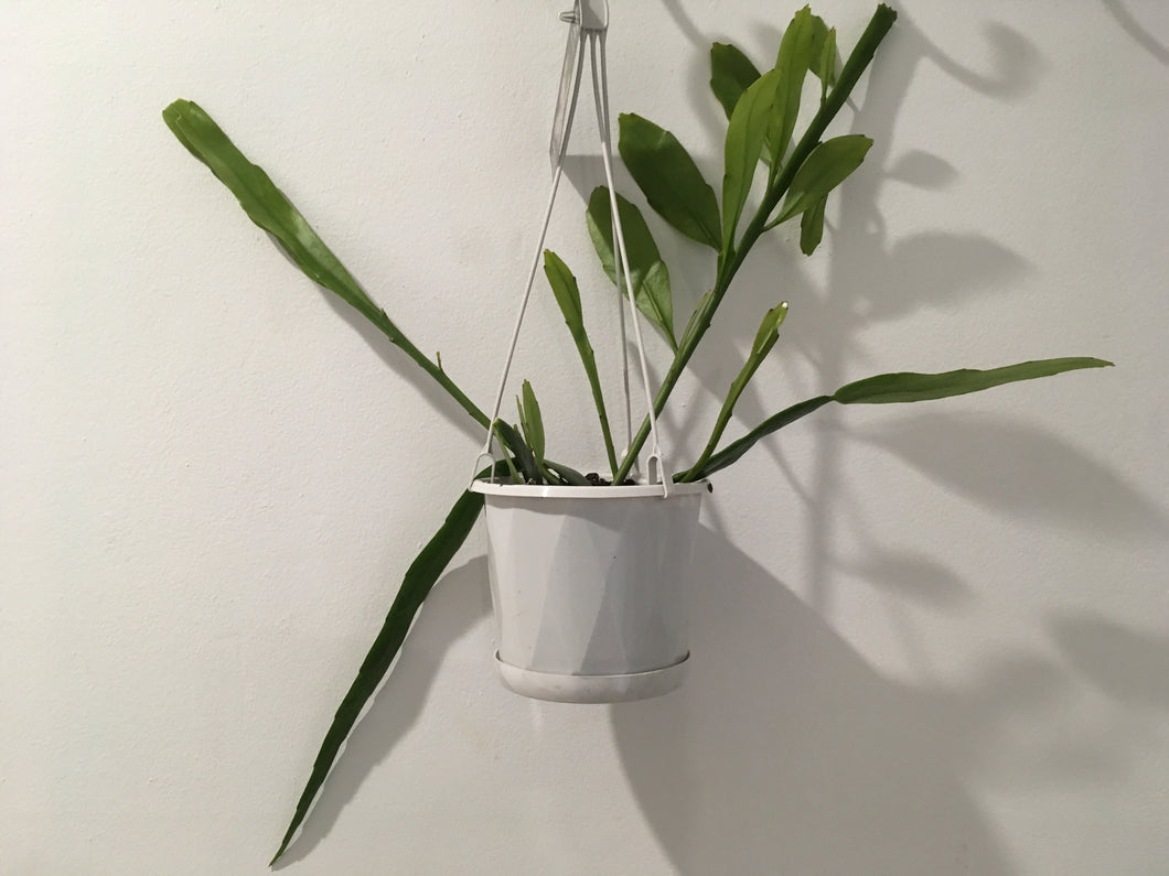 Epiphyllum Pumilum in 13cm nursey pot