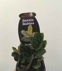 Peliona repens v pulchra