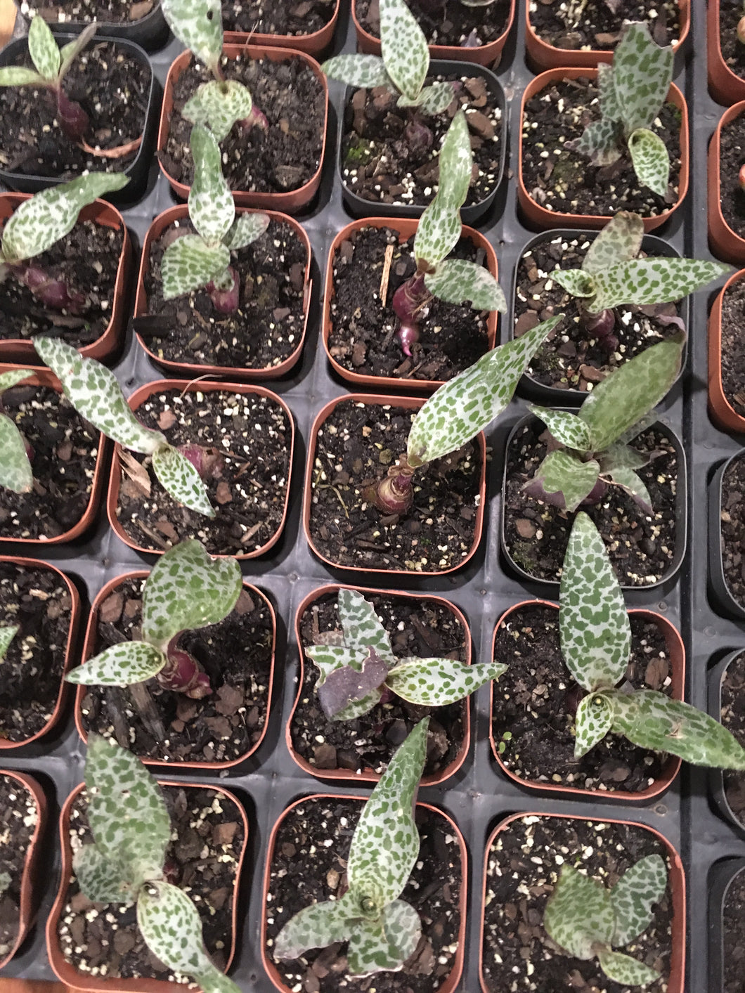Ledebouria socialis, the silver squill or wood hyacinth in 7cm pot