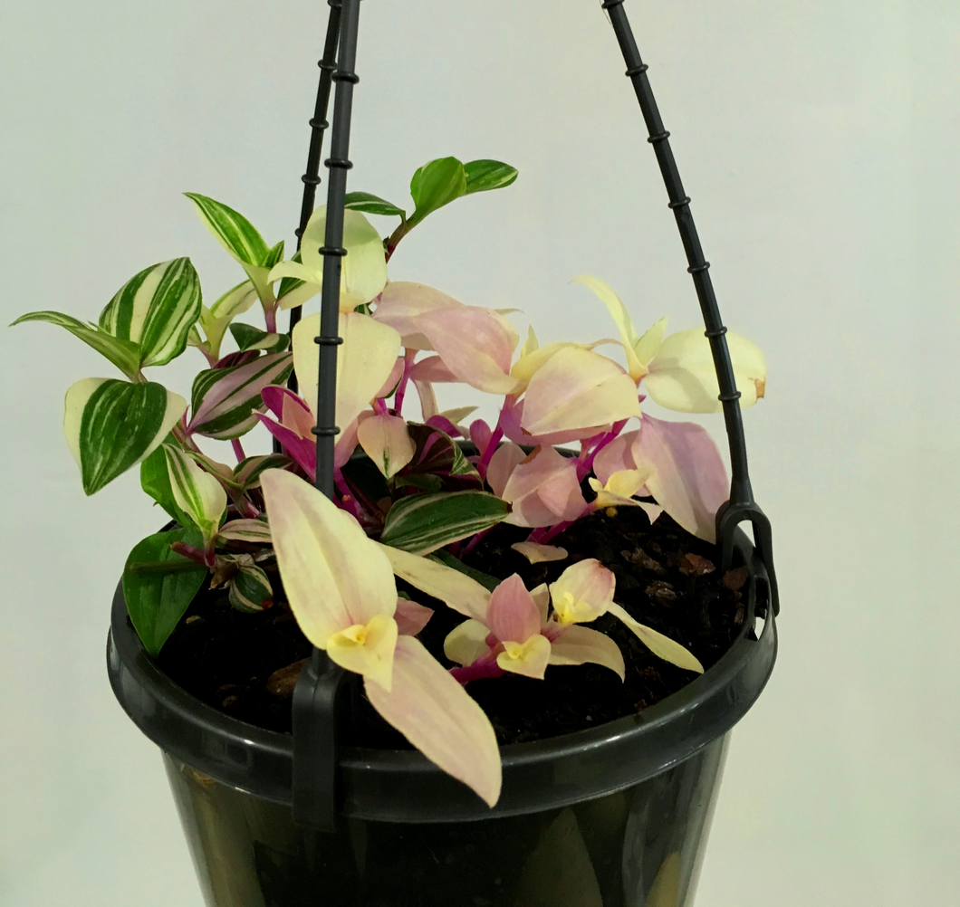 Tradescantia Tricolour in 15cm hanging pot - More variegated, less full