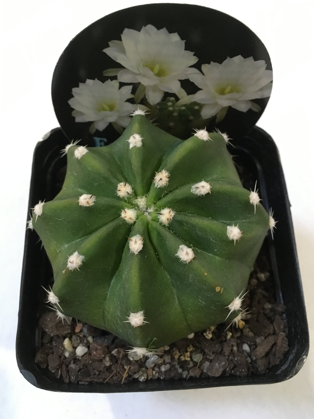 Echinopsis denudata in 10cm pot