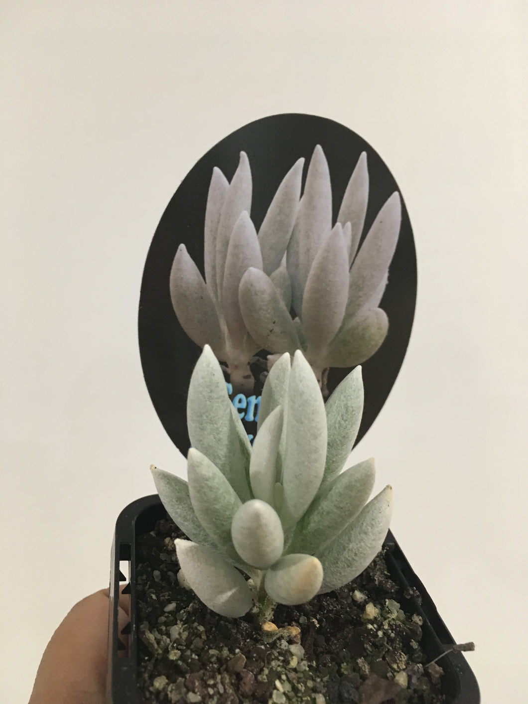 Senecio haworthii in 7cm pot