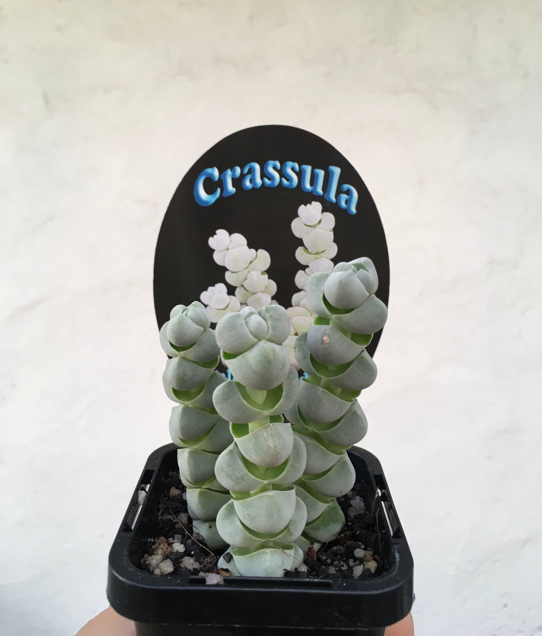 Crassula plegmatoides arta in 7cm pot