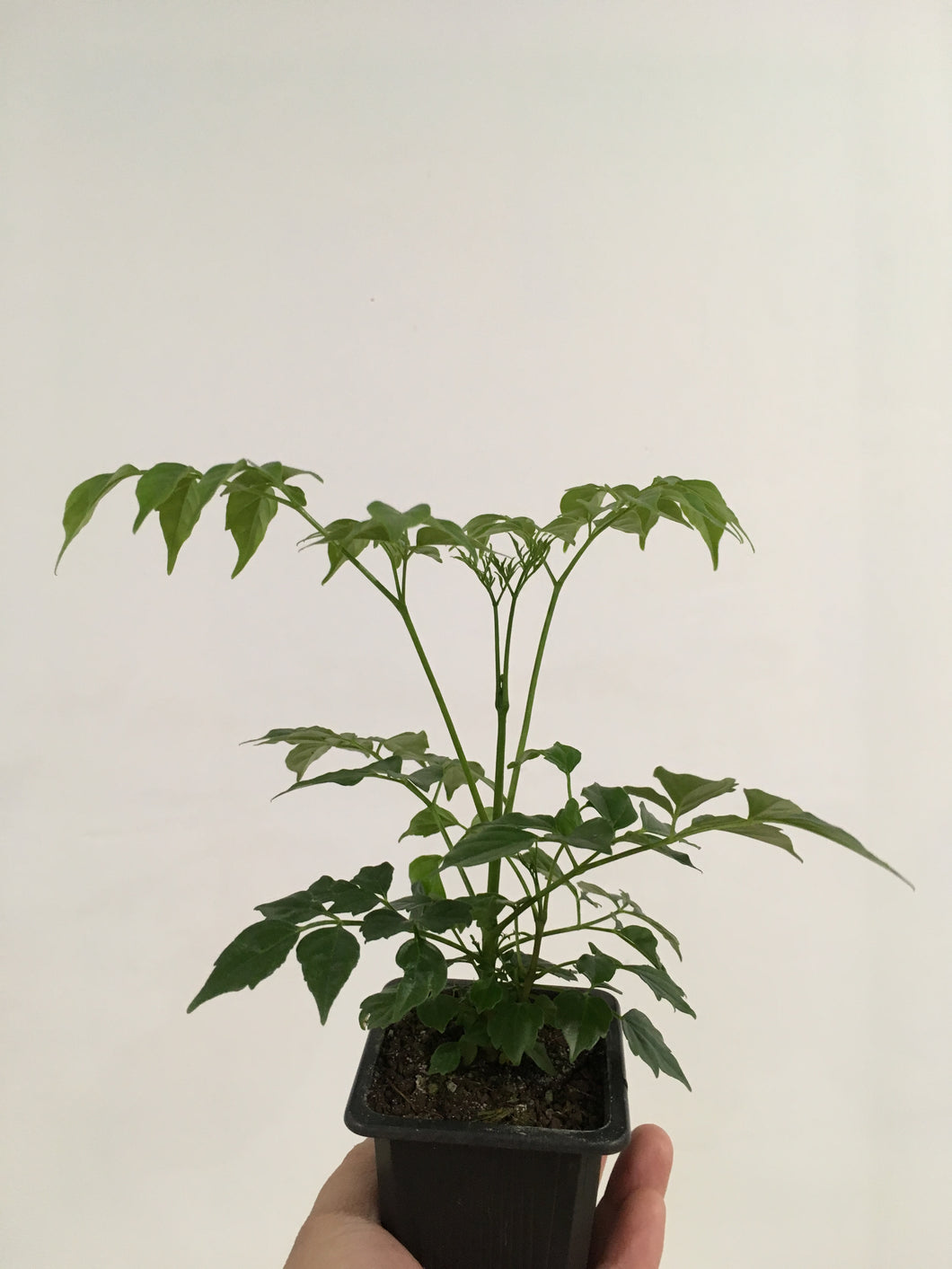 Radermacherq sinica -China Doll in 7.5cm pot