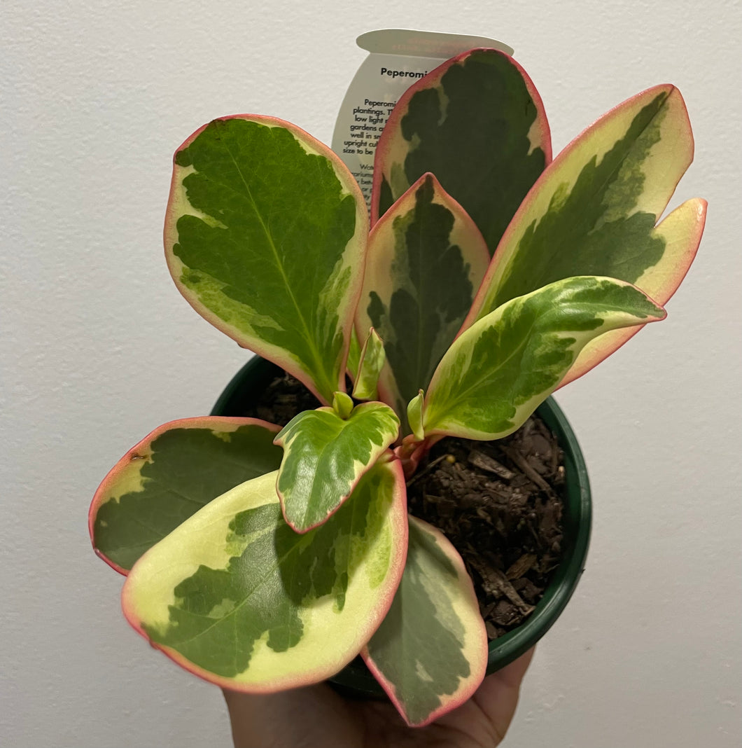 Peperomia clusifolia jelly in 13cm pot