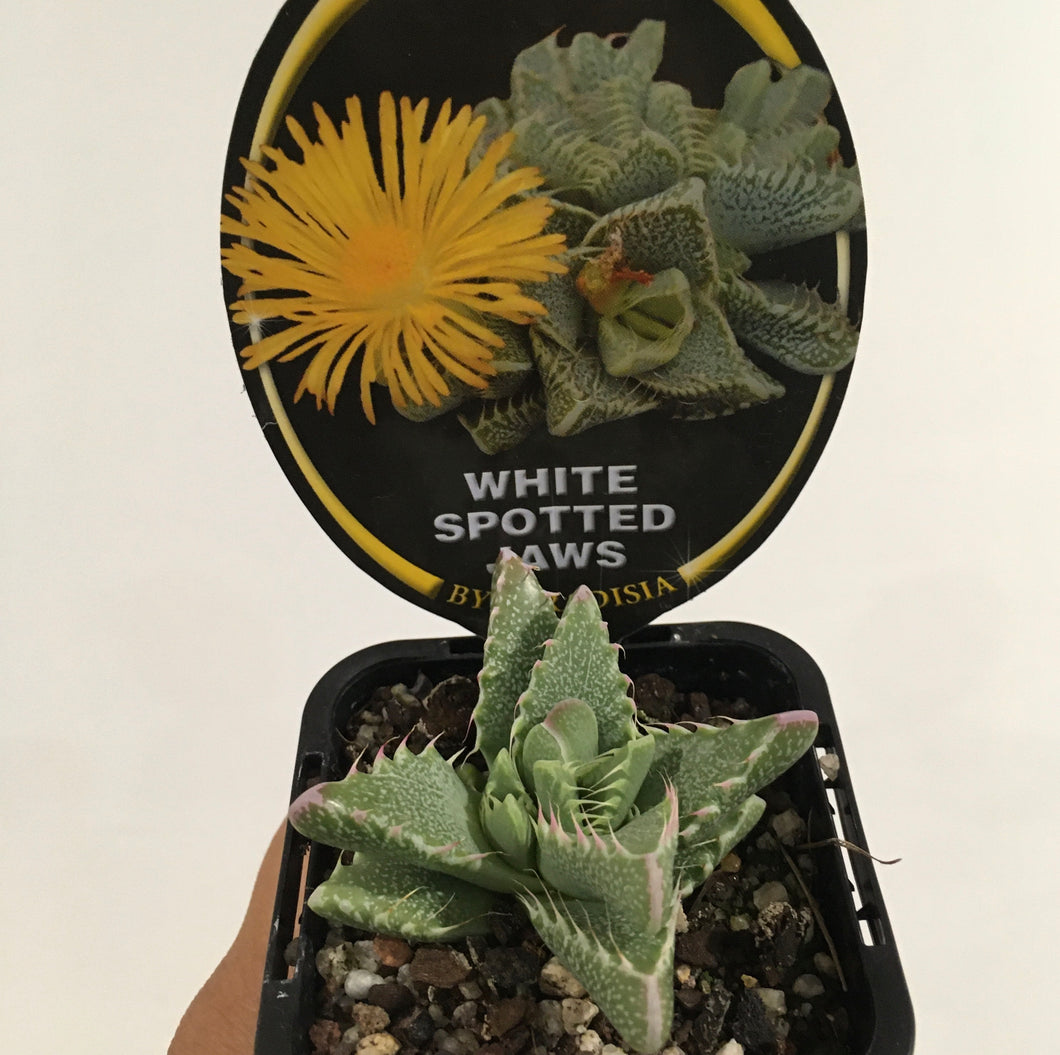 White spotted jaws succulent in 7